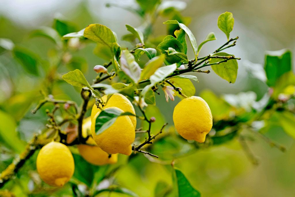 Citronnier feuilles vers le bas : comment corriger un mauvais arrosage
