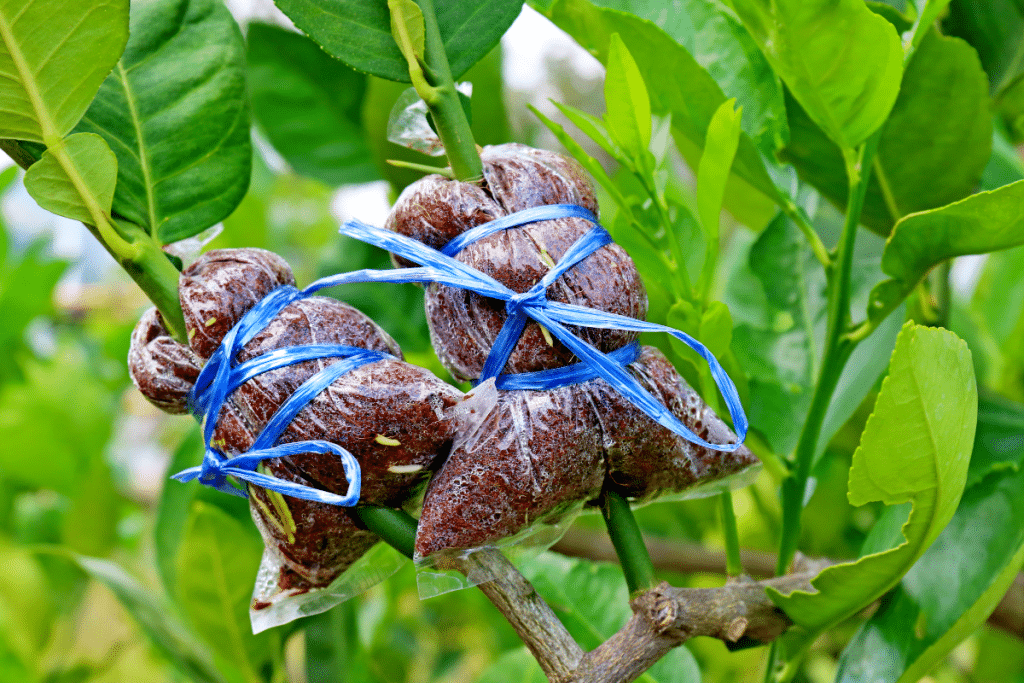 Boule de marcottage : comment l’utiliser pour multiplier vos plantes