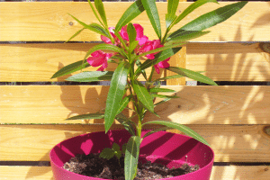 Choix du rameau idéal