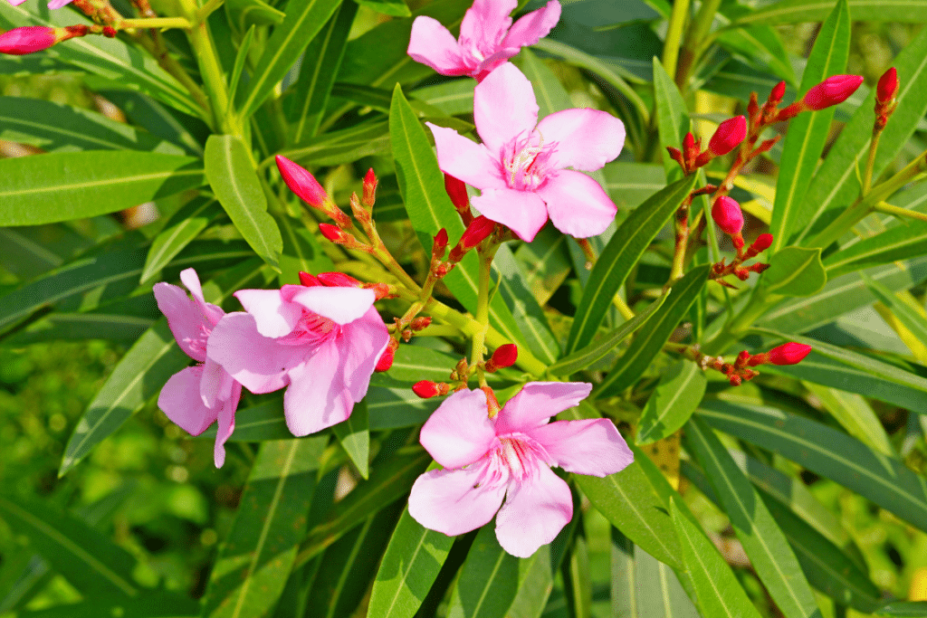 Bouturer le laurier rose en pot : nos meilleures astuces pour réussir