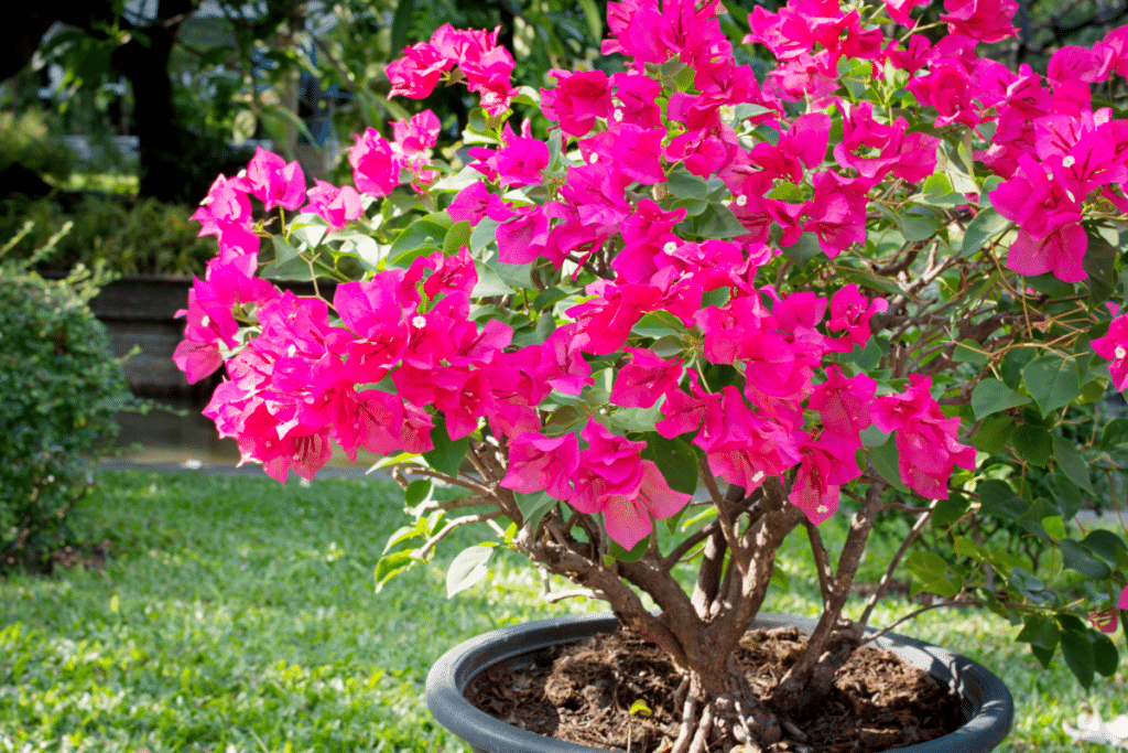 Bougainvilliers en pot en hiver : conseils pour bien les abriter