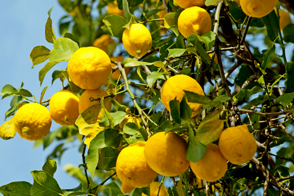 Citronnier feuille vers le bas : les signes d’un arrosage inadapté