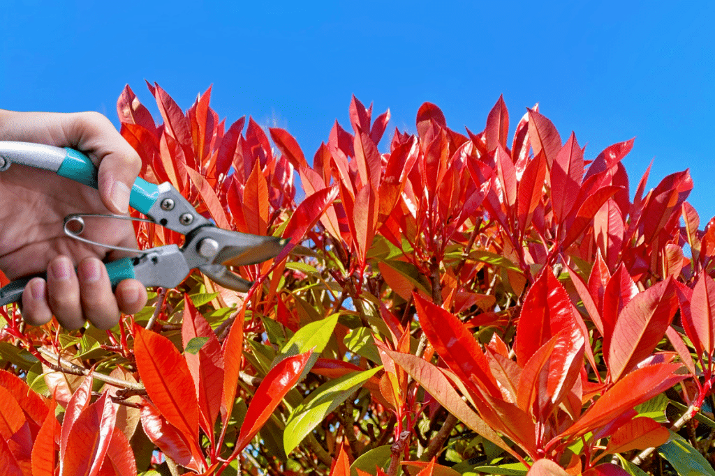 Taille des photinias : quand intervenir pour une haie bien structurée