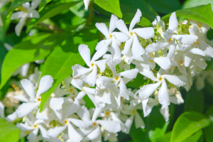 Le jasmin étoilé (Trachelospermum)