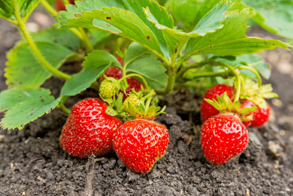 Quand planter les fraisiers pour une belle récolte ?