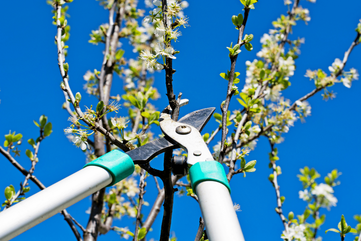 5 Tailles d’automne à faire dès maintenant pour booster vos fruitiers — free download