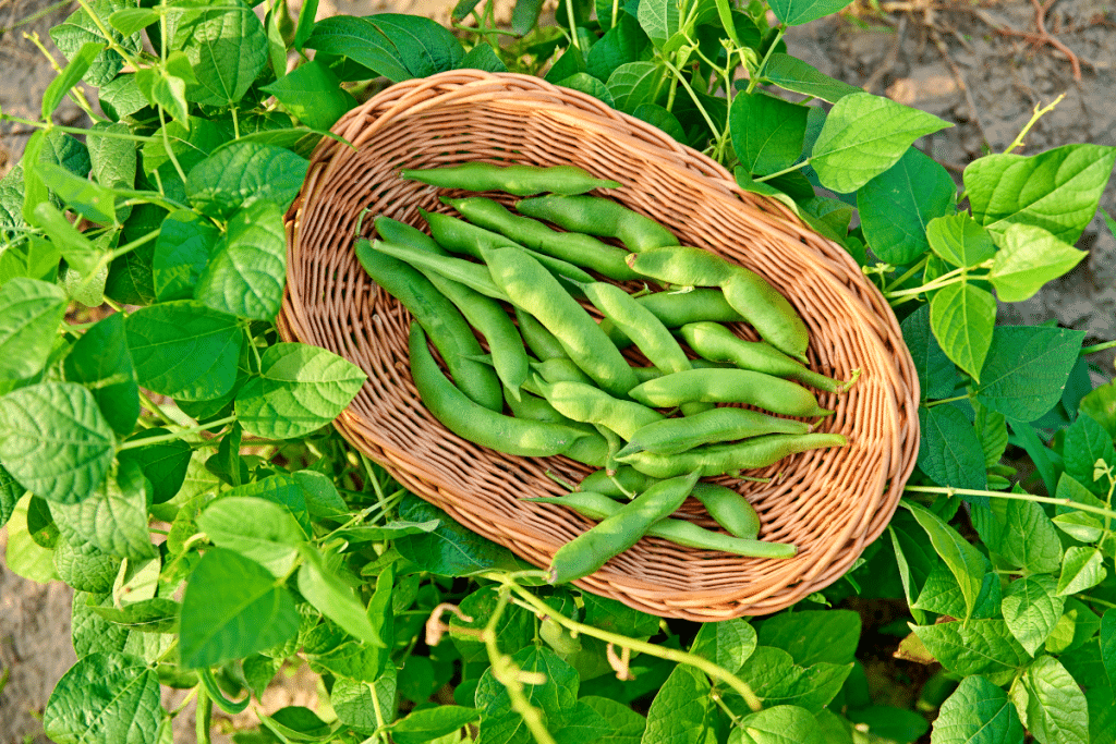 Le vieux secret de mon grand-père pour avoir des haricots tendres et savoureux