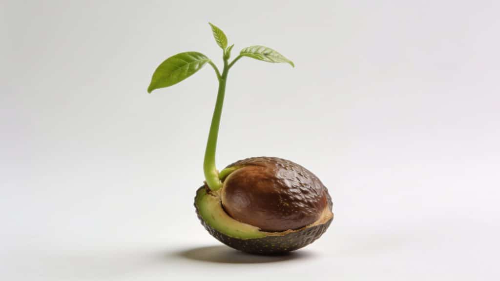 Gros noyau davocat plante montrant jeune tige verte