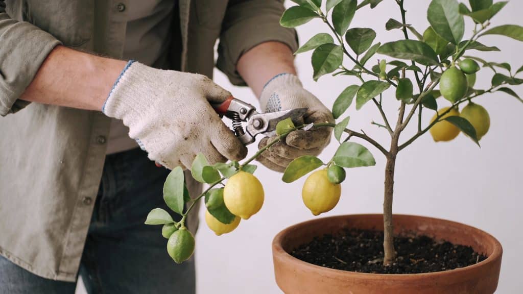 jardinier coupe branches de citronnier en pot