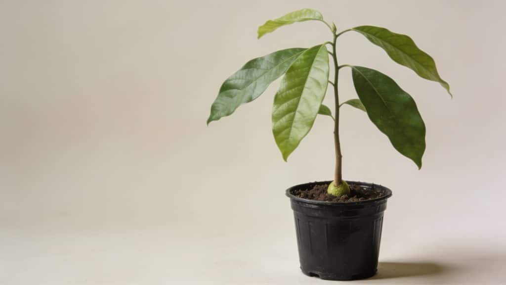 jeune arbre avocatier en pot plastique noir
