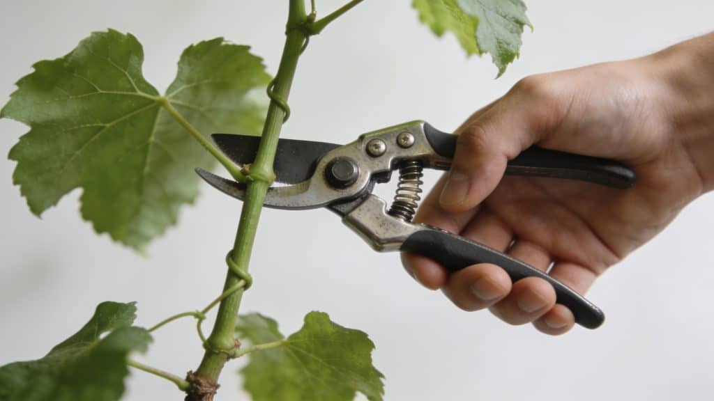 Mains coupant un rameau de vigne verte