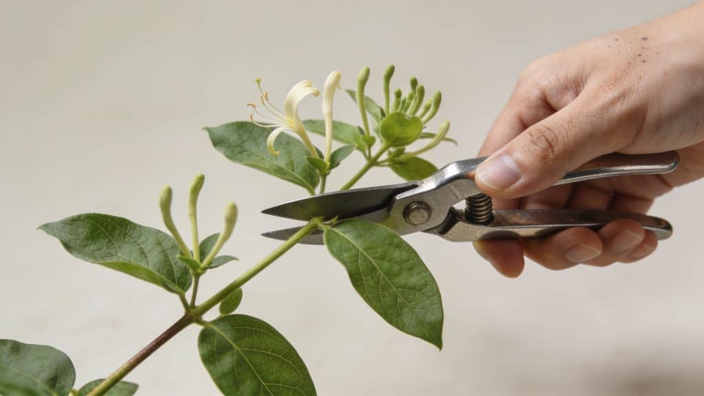 Mains coupant une tige de chevrefeuille verte
