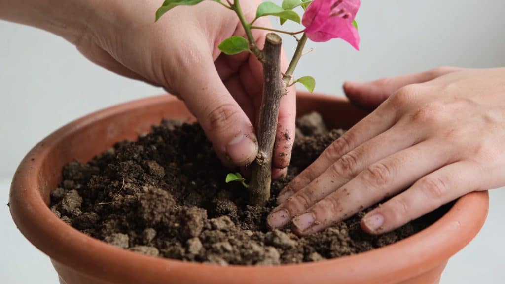 Mains plantant une tige de bougainvillier en pot