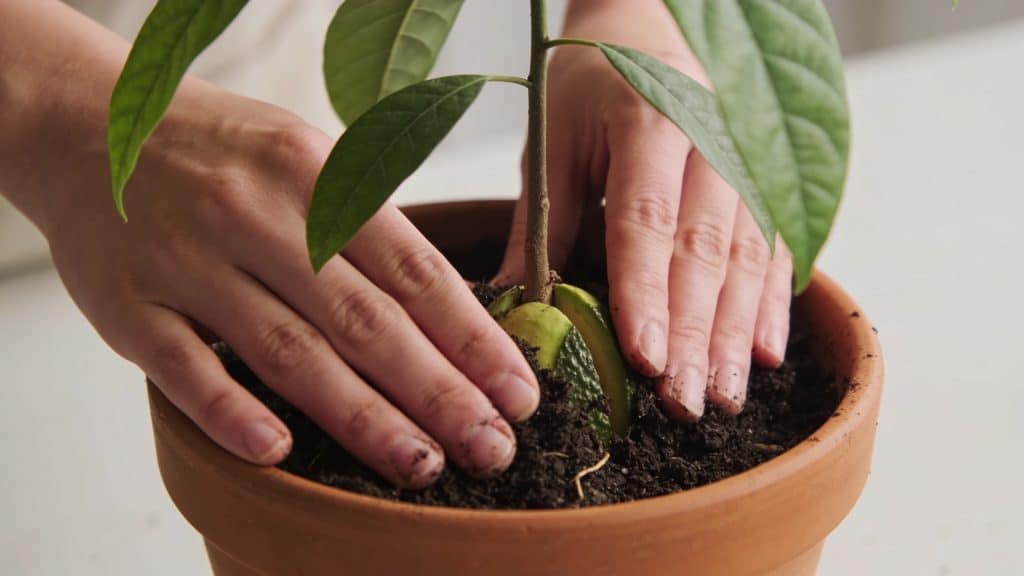 mains enterrant un jeune avocatier dans un pot