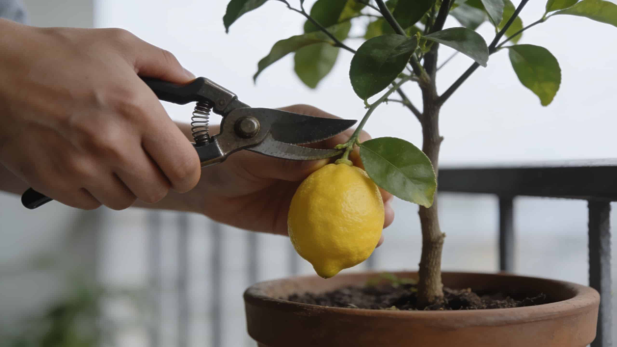 mains taillant un citronnier en pot sur terrasse