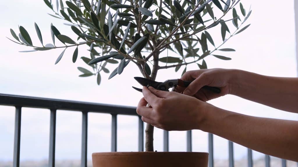 Mains taillant un olivier en pot sur balcon