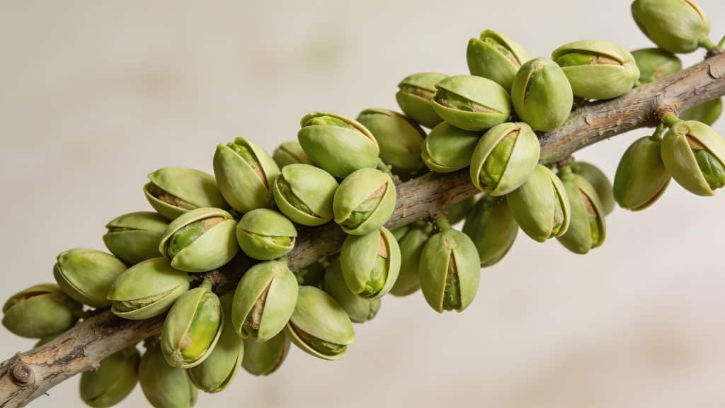 branche de pistachier chargee de fruits verts