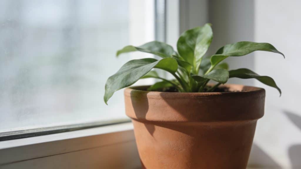Pot en terre cuite avec plante verte près de fenetre