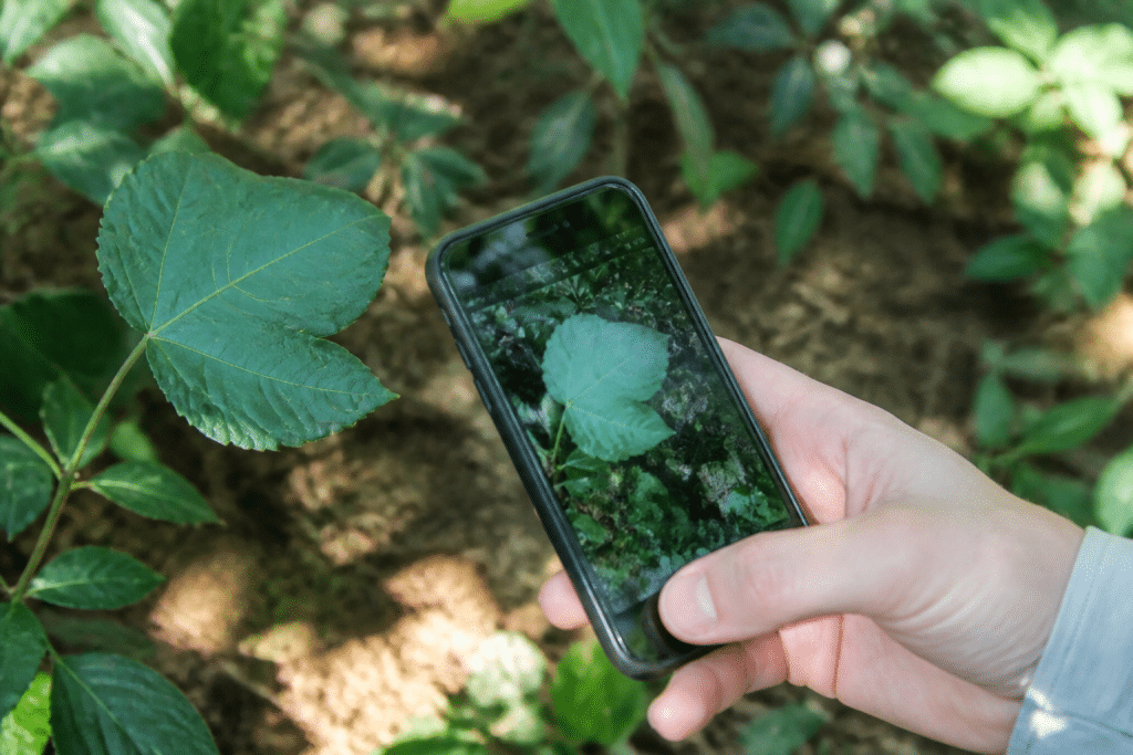 Smartphone affichant feuille verte identifiee par application de reconnaissance