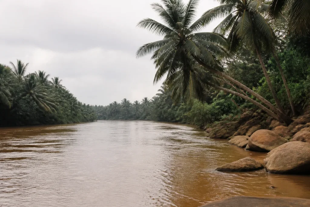 Large fleuve brun longeant des palmiers et des rochers