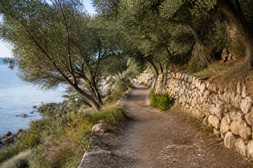 Sentier cotier bordant murets de pierre et oliviers
